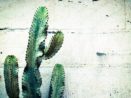 Péče o kaktus