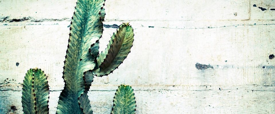 Péče o kaktus