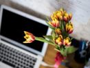 Kancelář bez květin není kancelář. Jaké do ní patří?